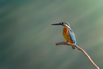 Image of common kingfisher on nature background. Animal. Birds.