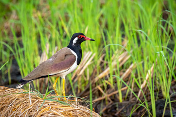 Image of red-wattled lapwing bird (Vanellus indicus) on nature background. Animal. Birds.