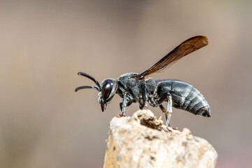 Image of black wasp on the stump on nature background. Insect. Animal.