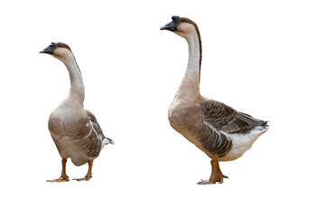 Fototapeta na wymiar portrait goose isolated on white background