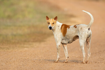 Image of Brown and white striped dog on nature background. Animal. Pet.