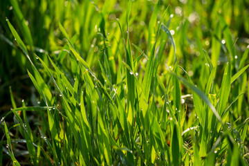 Stems of young wheat in the morning dew. Juicy natural background from green grass. Winter crops in an agricultural field