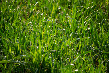 Stems of young wheat in the morning dew. Juicy natural background from green grass. Winter crops in an agricultural field