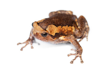 frogs brown live in tropical Thailand landscape, isolated with a white background.