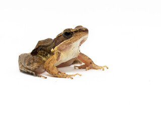 Close up of frog on white background