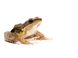 Close up of frog on white background