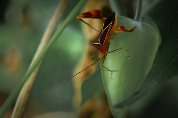 Insect, Choachí, Colombia