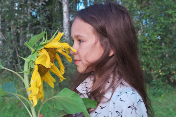 a girl sniffs sunflower outdoors. brunette girl with yellow flower