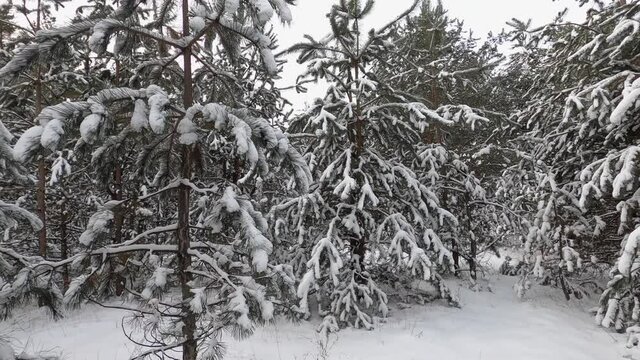Walking in silent winter forest, camera sliding between fir pine trees covered with heavy fresh snow with not trampled paths