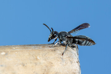 Image of black wasp on the stump on nature background. Insect. Animal.