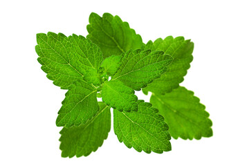 Mellisa lemon balm leaf
