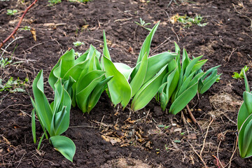 Early spring in the garden, tulip leaves flashes from the ground