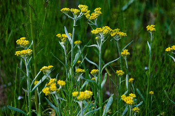 yellow flowers in the grass