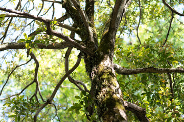 Tree closeup nature wild