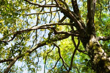 Tree closeup nature wild