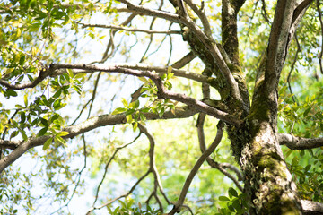 Tree closeup nature wild