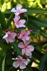 Oleander Flowers in bloom