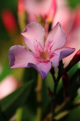 Oleander Flowers in bloom