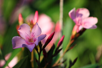 Oleander Flowers in bloom