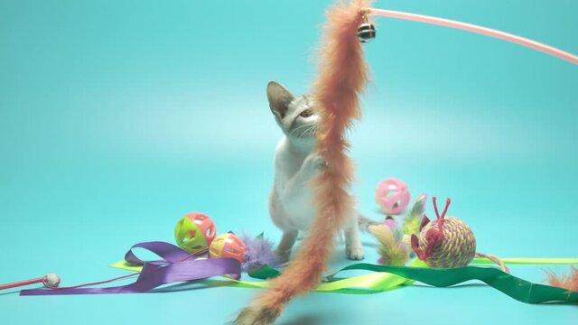 Medium Shot - curious white and brown kitten plays and bites on a moving furry cat teaser in the middle of several cat toys.