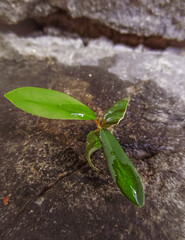sprout on the ground