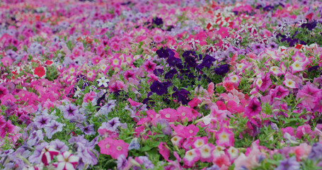 Flower field with pink and purple colour