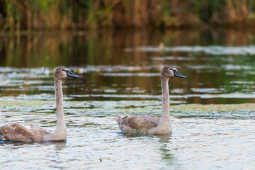 Two young gray mute swans or Cygnus olor swimming on the water