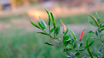 Close-up fresh Green&red ripe chillies plantation in the vegetable garden agriculture in the countryside , Healthy food concept.