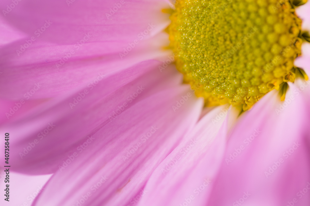 Canvas Prints purple daisy flower texture close up