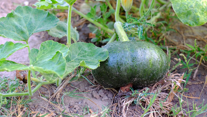 Obraz premium Close-up pumpkin (vine,blossom,leaves) with blurred background in garden