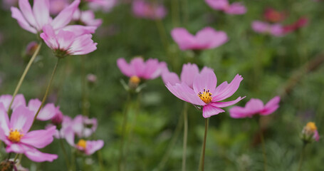 Fototapeta premium Beautiful cosmos flower garden farm