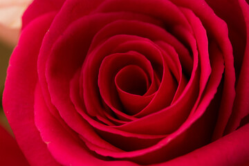 Close up of the red rose