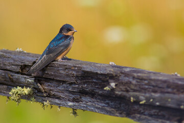 Barn Swallow