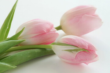 Flowers background. Pink tulips flowers on white backdrop top view close up. Holiday concept.