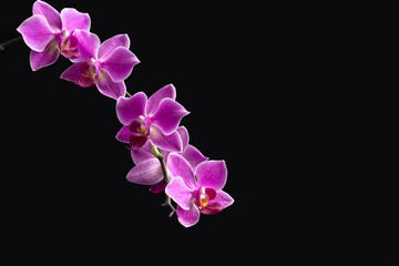 A flowing beautiful branch of purple flowers of the Phalaenopsis orchid. Close-up, isolated black background, copy space.