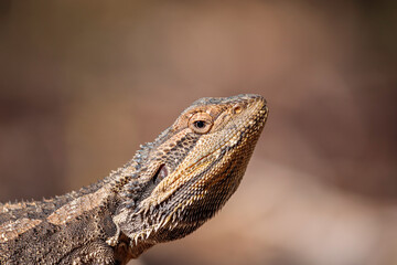 Eastern Bearded Dragon, Hall, ACT, January 2021