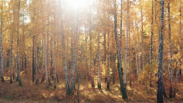 View of the sun through the bright yellow foliage of the autumn forest