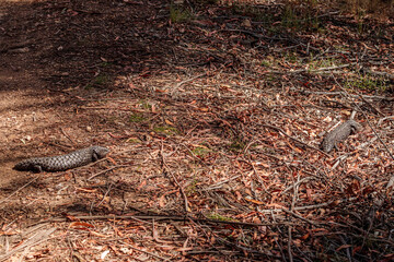 Shingleback, Hall, ACT, January 2021
