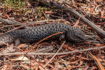 Shingleback, Hall, ACT, January 2021