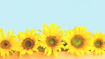 Several sunflowers in a row. Light Blue background. Copy space banner. Sunflower oil label banner