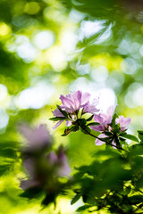 Azalea, sunlight, bokeh, closeup in sunny days