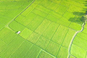 Cultivated land and land plot or land lot. Consist of aerial view of green field, agricultural...