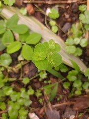 leaves in the garden