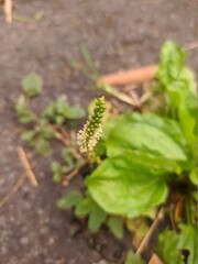 green peas growing in a garden
