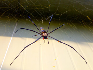 Spider on the web The background is the wall.