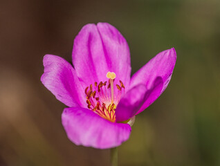 purple crocus flower