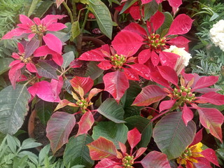 red flowers in the garden