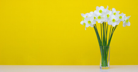 A bouquet of daffodils on a yellow background. A place for text, congratulations, advertising. Trending color. 