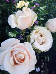 Obraz na płótnie Canvas Vintage rose garden. Summer mood. Pink flower petals. Soft dreamy image.