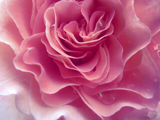 Pink rose close-up can use as background.  Soft and dreamy 